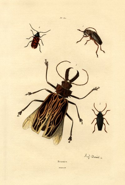 Long-horned Beetles by French School